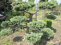 Juniperus%20virginiana%20Blue%20Mountain%20als%20Bonsai%202x4m-1.JPG