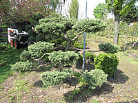 Juniperus%20virginiana%20Blue%20Mountain%20als%20Bonsai%202x4m-2.JPG