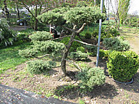 Juniperus%20virginiana%20Blue%20Mountain%20als%20Bonsai%202x4m-3.JPG