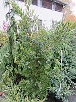 Klicken Sie auf die Vorschau, um das Vollbild zu sehen Juniperus%20virginiana%20Canaertii%2001.JPG