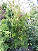 Klicken Sie auf die Vorschau, um das Vollbild zu sehen Juniperus%20virginiana%20Canaertii%2002.JPG