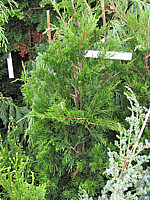 Klicken Sie auf die Vorschau, um das Vollbild zu sehen Juniperus%20virginiana%20Canaertii%2003.JPG