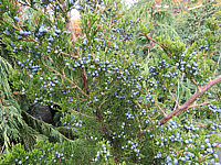 Klicken Sie auf die Vorschau, um das Vollbild zu sehen Juniperus%20virginiana%20Canaertii%2004.JPG