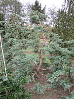 Klicken Sie auf die Vorschau, um das Vollbild zu sehen Juniperus%20virginiana%20Grey%20Owl%20Bonsai%2001.JPG