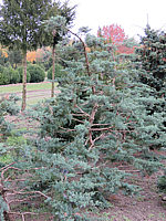 Klicken Sie auf die Vorschau, um das Vollbild zu sehen Juniperus%20virginiana%20Grey%20Owl%20Bonsai%2002.JPG