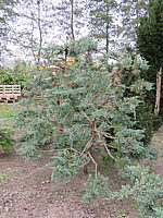 Klicken Sie auf die Vorschau, um das Vollbild zu sehen Juniperus%20virginiana%20Grey%20Owl%20Bonsai%2003.JPG