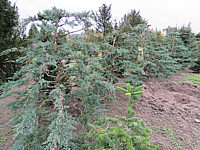 Klicken Sie auf die Vorschau, um das Vollbild zu sehen Juniperus%20virginiana%20Grey%20Owl%20Bonsai%2004.JPG