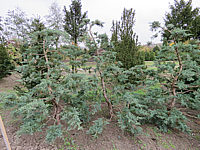 Klicken Sie auf die Vorschau, um das Vollbild zu sehen Juniperus%20virginiana%20Grey%20Owl%20Bonsai%2005.JPG