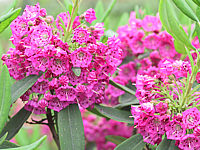 Klicken Sie auf die Vorschau, um das Vollbild zu sehen Kalmia%20angustifolia%20Rubra%20-%20Blueten.JPG