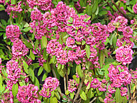 Klicken Sie auf die Vorschau, um das Vollbild zu sehen Kalmia%20angustifolia%20Rubra%20001.JPG