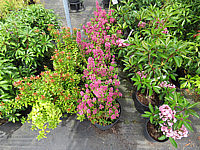 Klicken Sie auf die Vorschau, um das Vollbild zu sehen Kalmia%20angustifolia%20Rubra%20002.JPG