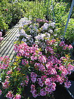 Klicken Sie auf die Vorschau, um das Vollbild zu sehen Kalmia%20latifolia%20%20in%20Sorten%2001.JPG