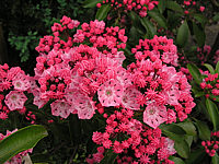 Klicken Sie auf die Vorschau, um das Vollbild zu sehen Kalmia%20latifolia%20Ewa%2001.jpg