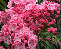 Klicken Sie auf die Vorschau, um das Vollbild zu sehen Kalmia%20latifolia%20Ewa%2002.jpg