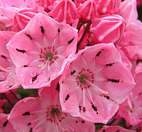 Klicken Sie auf die Vorschau, um das Vollbild zu sehen Kalmia%20latifolia%20Ewa%2003%20nah.jpg