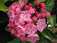 Klicken Sie auf die Vorschau, um das Vollbild zu sehen Kalmia%20latifolia%20Ewa%2004.JPG