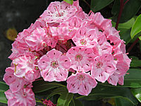 Klicken Sie auf die Vorschau, um das Vollbild zu sehen Kalmia%20latifolia%20Ewa%2005.JPG