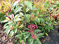 Klicken Sie auf die Vorschau, um das Vollbild zu sehen Kalmia%20latifolia%20Ewa%2006.JPG