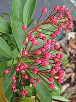 Klicken Sie auf die Vorschau, um das Vollbild zu sehen Kalmia%20latifolia%20Ewa%2007.JPG