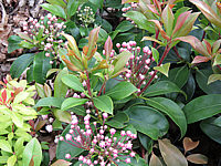 Klicken Sie auf die Vorschau, um das Vollbild zu sehen Kalmia%20latifolia%20Mitternacht%20%20knospige%20Bluete%2001.JPG