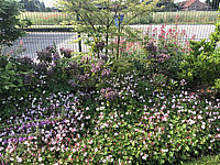 Klicken Sie auf die Vorschau, um das Vollbild zu sehen Kalmia%20latifolia%20Mitternacht%20+%20passende%20Toene%20001.JPG