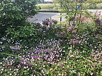 Klicken Sie auf die Vorschau, um das Vollbild zu sehen Kalmia%20latifolia%20Mitternacht%20+%20passende%20Toene%20002.JPG