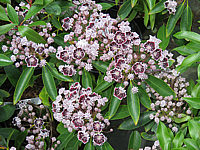 Klicken Sie auf die Vorschau, um das Vollbild zu sehen Kalmia%20latifolia%20Mitternacht%2001.JPG