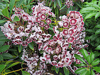 Klicken Sie auf die Vorschau, um das Vollbild zu sehen Kalmia%20latifolia%20Mitternacht%2004.JPG