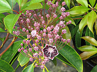 Klicken Sie auf die Vorschau, um das Vollbild zu sehen Kalmia%20latifolia%20Mitternacht%2009.JPG