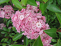 Klicken Sie auf die Vorschau, um das Vollbild zu sehen Kalmia%20latifolia%20Moyland%20001.JPG