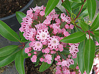 Klicken Sie auf die Vorschau, um das Vollbild zu sehen Kalmia%20latifolia%20Moyland%20002.JPG