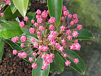 Klicken Sie auf die Vorschau, um das Vollbild zu sehen Kalmia%20latifolia%20Moyland%20004.JPG