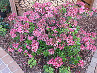 Klicken Sie auf die Vorschau, um das Vollbild zu sehen Kalmia%20latifolia%20Ostbo%20Red%20Sol.JPG