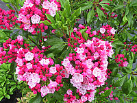 Klicken Sie auf die Vorschau, um das Vollbild zu sehen Kalmia%20latifolia%20Ostbo%20Red.jpg