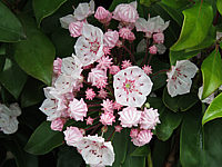 Klicken Sie auf die Vorschau, um das Vollbild zu sehen Kalmia%20latifolia%20Zebulon%20001.JPG
