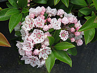 Klicken Sie auf die Vorschau, um das Vollbild zu sehen Kalmia%20latifolia%20Zebulon%20002.JPG