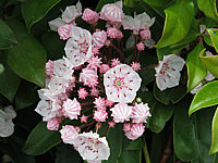 Klicken Sie auf die Vorschau, um das Vollbild zu sehen Kalmia%20latifolia%20Zebulon%20003.JPG
