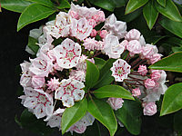Klicken Sie auf die Vorschau, um das Vollbild zu sehen Kalmia%20latifolia%20Zebulon%20004.JPG