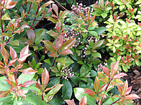 Klicken Sie auf die Vorschau, um das Vollbild zu sehen Kalmia%20latifolia%20Zebulon%20007.JPG