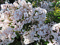 Klicken Sie auf die Vorschau, um das Vollbild zu sehen Kalmia%20latifolia%20Zebulon%2001.JPG