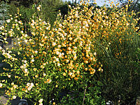 Klicken Sie auf die Vorschau, um das Vollbild zu sehen Kerria%20japonica%20Pleniflora%2001.JPG