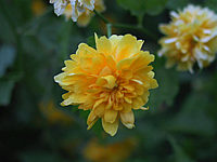 Klicken Sie auf die Vorschau, um das Vollbild zu sehen Kerria%20japonica%20Pleniflora%2002.jpg