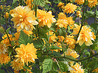 Klicken Sie auf die Vorschau, um das Vollbild zu sehen Kerria%20japonica%20Pleniflora%2003.JPG