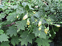 Klicken Sie auf die Vorschau, um das Vollbild zu sehen Kirengeshoma%20palmata.jpg