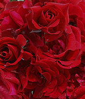 Klicken Sie auf die Vorschau, um das Vollbild zu sehen Kletterrose%20Santana%20Macro.jpg