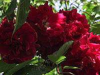 Klicken Sie auf die Vorschau, um das Vollbild zu sehen Kletterrose%20Santana2.JPG