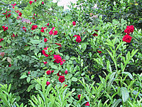 Klicken Sie auf die Vorschau, um das Vollbild zu sehen Kletterrose%20Sympathie.jpg