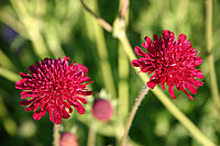 Klicken Sie auf die Vorschau, um das Vollbild zu sehen Knautia%20macedonica%20Mars%20Midget%2002.png