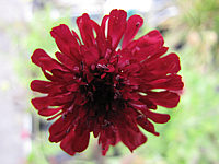 Klicken Sie auf die Vorschau, um das Vollbild zu sehen Knautia%20macedonica%20Mars%20Midget%20Bluetenmacro1.JPG