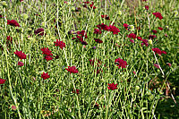 Klicken Sie auf die Vorschau, um das Vollbild zu sehen Knautia%20macedonica%20Mars%20Midget%20flaechig.png